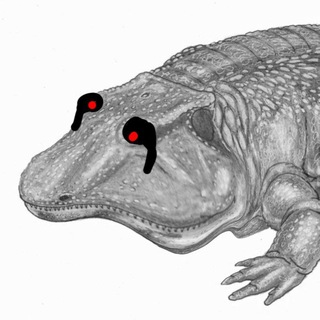 Telegram profile photo for Paleo depressant