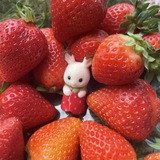 Telegram profile photo for ㅤ﹫strawberry 🍓