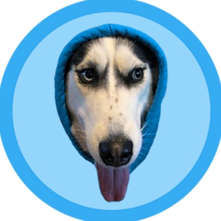 Telegram profile photo for dogwifhood
