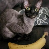Telegram profile photo for Саня выблядок