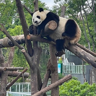 Telegram profile photo for 中转频道
