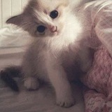 Telegram profile photo for —Творческий тгк флуда пустоты падения !!