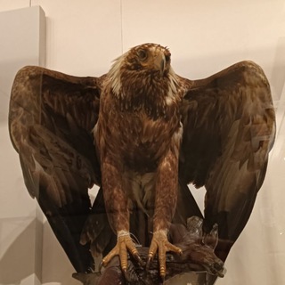 Telegram profile photo for We The People Of Australia