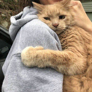 Telegram profile photo for My shelter