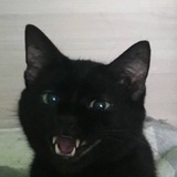 Telegram profile photo for Штабс-капитан Симка и поручик Чернушка 🫡