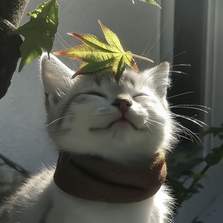 Telegram profile photo for Sohogi