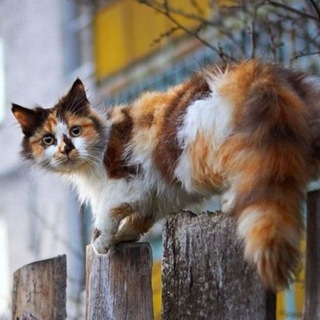 Telegram profile photo for Котодела
