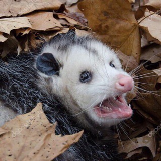 Telegram profile photo for possum storage