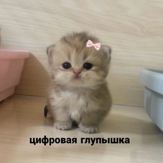 Telegram profile photo for Цифровой дневник котенка 😡