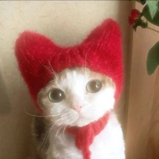 Telegram profile photo for cats in da castle.