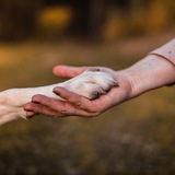 Telegram profile photo for Школа Бесконфликтной Дрессировки Ульяны Мальцевой и Алекса Вяткина