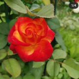 Telegram profile photo for Сад_Огород