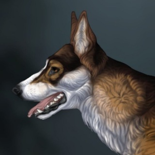 Telegram profile photo for Shepherd's everyday life || SEL