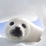 Telegram profile photo for Переезд динаху