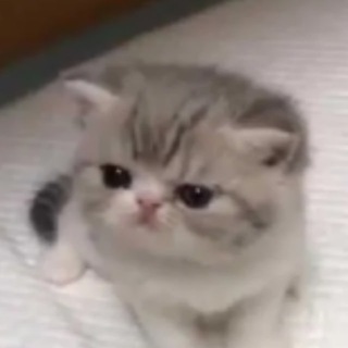 Telegram profile photo for Стикеры с котами