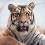 Telegram profile photo for TIGER MEMAN( Calling 📞 )