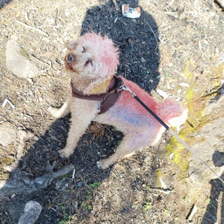 Telegram profile photo for ПУДЕЛЯ КФ >.<