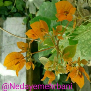 Telegram profile photo for ندای مهربانی💖🌷😊