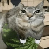 Telegram profile photo for маркуша & егозя