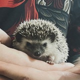Telegram profile photo for Сонік