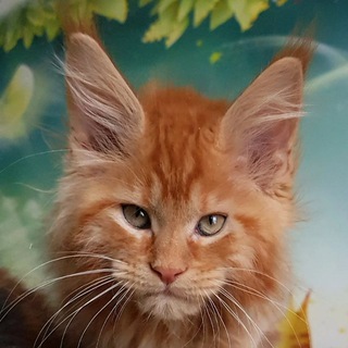 Telegram group profile photo for Mainecoon Wildcatstyle Чат