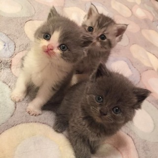 Telegram profile photo for котики123