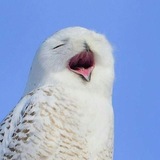 Telegram profile photo for !ренс рисует CREZZCHANGE