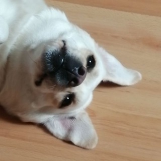 Telegram profile photo for Startsmall