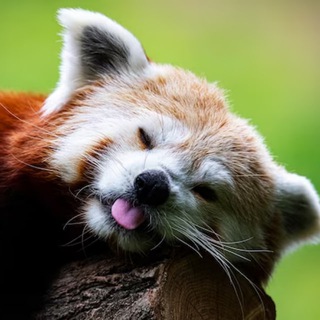 Telegram profile photo for Открытый мир: факты о животных
