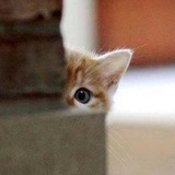 Telegram profile photo for فقط يك نگاه