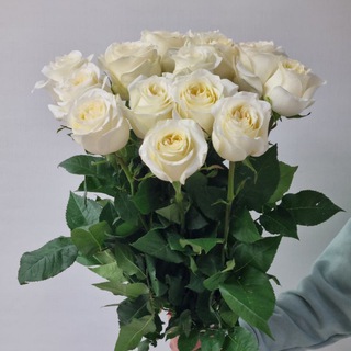 Telegram profile photo for Аллея цветов & Алая Роза 🌹