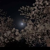 Telegram profile photo for Moonlight