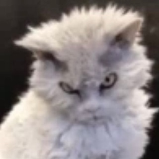 Telegram profile photo for White cat