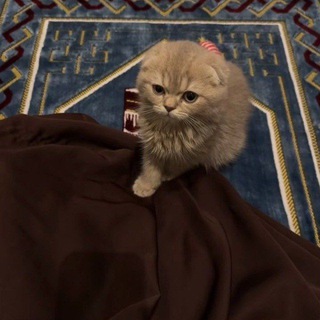Telegram profile photo for ﮼مَريمّان