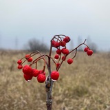 Telegram profile photo for Nature Wallpapers