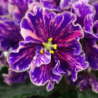 Telegram profile photo for Banafshe_lahijan بنفشه لاهیجان