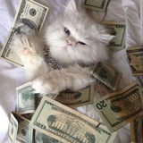 Telegram profile photo for Free Money Airdops