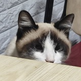 Telegram profile photo for Где Ханс?