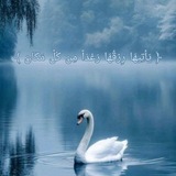 Telegram profile photo for يَقِين 🦢