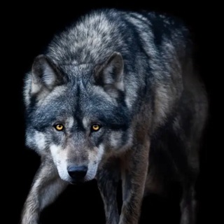 Telegram profile photo for Le loup de la street