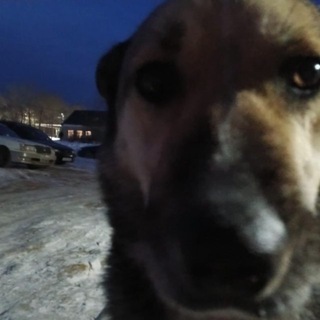 Telegram profile photo for санчо давай