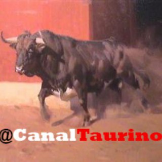 Telegram profile photo for Canal Taurino