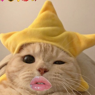 Telegram profile photo for starcat portal