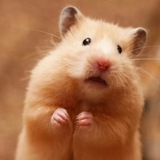Telegram profile photo for ХОМЯК КАМБАТ🐹
