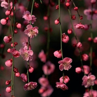 Telegram profile photo for شعر و شعور