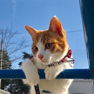Telegram profile photo for В мире животных 🐯🐒🐨🐼(Коты, собаки)