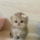 Telegram profile photo for LongText Loving you