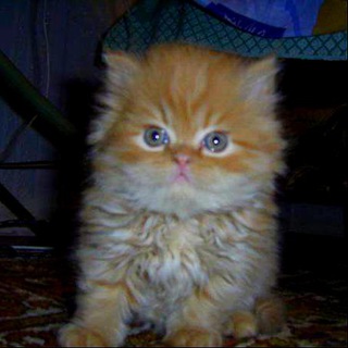 Telegram profile photo for shd9w ̨҉҉ঔৣ нарцисизм?ঔৣ ̨҉҉