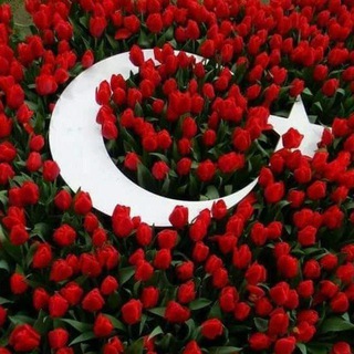 Telegram profile photo for TÜRKÇE BİLGİLER