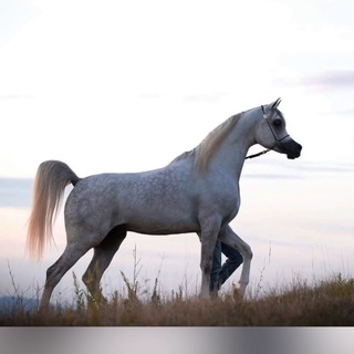 Telegram profile photo for الخيل بعيوني 🕊..🎠 horse arabian